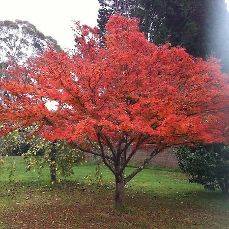 Menabillie Manor Bed and Breakfast Bowral Buitenkant foto