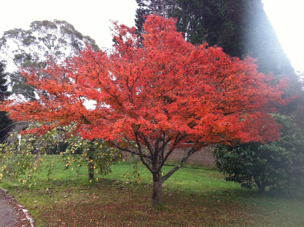 Menabillie Manor Bed and Breakfast Bowral Buitenkant foto