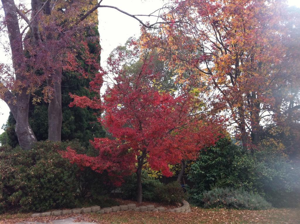 Menabillie Manor Bed and Breakfast Bowral Buitenkant foto